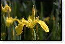 bloemen bloem hdr natuur flora roos rozen tulp tulpen orchidee orchideeen zonnebloem geranium cannabis marihuana wiet hennep sativa indica